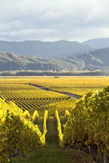 Images Dated 12th October 2015: Vineyards at sunrise, Blenheim, Marlborough, South Island, New Zealand