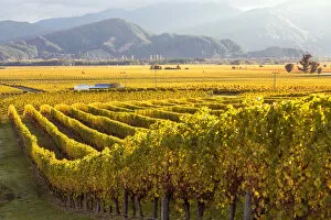 Images Dated 12th October 2015: Vineyards at sunrise, Blenheim, Marlborough, South Island, New Zealand