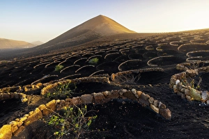 Las Palmas Prints: Vineyards at sunrise, La Geria, Las Palmas, Lanzarote, Canary Islands, Spain