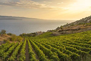 Dalmatian Prints: Vineyards at sunset and Adriatic sea in the background, in summer