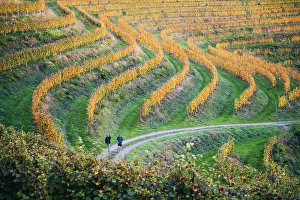 Shape Prints: Vineyards at sunset. Jeruzalem wine region, Ormoz, Drava region, Slovenia