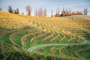 Shape Prints: Vineyards at sunset. Jeruzalem wine region, Ormoz, Drava region, Slovenia