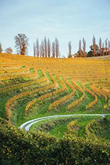 Shape Prints: Vineyards at sunset. Jeruzalem wine region, Ormoz, Drava region, Slovenia