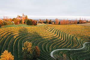 Scene Prints: Vineyards at sunset. Jeruzalem wine region