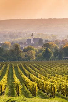 Images Dated 7th December 2015: Vineyards at sunset, Oestrich-Winkel, Rhine valley, Hesse, Germany
