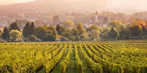 Vineyards at sunset, Oestrich-Winkel, Rhine valley, Hesse, Germany