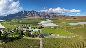 Cape Winelands Prints: Vineyards surrounding Worcester, Western Cape, South Africa