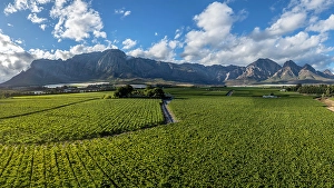 Cape Winelands Prints: Vineyards surrounding Worcester, Western Cape, South Africa