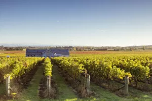 Images Dated 12th October 2015: Vineyards, Te Mata Estate Winery, Havelock North, Hawkes bay, North Island, New