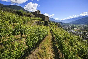 Vineyards on terraces around the Castle Grumello. Montagna in Valtellina. Sondrio