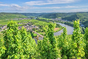 River Mosel Prints: Vineyards above Thornich and Ensch, Mosel, Rhineland-Palatinate, Germany