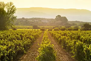 Images Dated 13th July 2018: Vineyards at the Vale da Vilarica along the Sabor river, Tras os Montes, Portugal