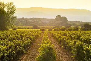 Viniculture Prints: Vineyards at the Vale da Vilarica along the Sabor river, Tras os Montes, Portugal
