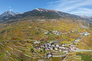 Rhone Valley Prints: Vineyards above Vetroz, near Sion, Rhone Valley, Valais, Switzerland