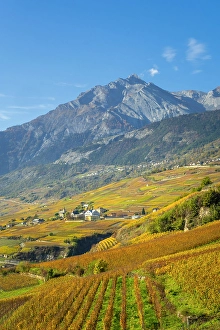 Valais Prints: Vineyards above Vetroz, near Sion, Rhone Valley, Valais, Switzerland