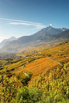 Rhone Valley Prints: Vineyards above Vetroz, near Sion, Rhone Valley, Valais, Switzerland