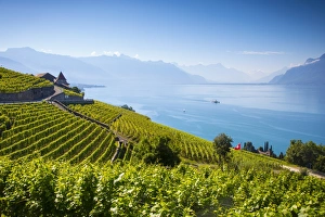 Vineyards above Vevey, Lake Geneva, Vaud, Switzerland
