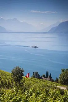 Vineyards above Vevey, Lake Geneva, Vaud, Switzerland