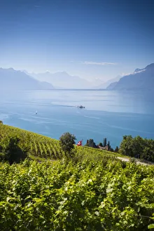 Vineyards above Vevey, Lake Geneva, Vaud, Switzerland