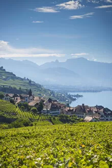 Images Dated 29th July 2014: Vineyards above Vevey, Lake Geneva, Vaud, Switzerland