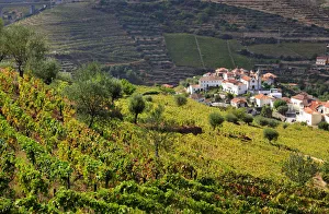 Images Dated 26th November 2013: Vineyards in Vilarinho dos Freires, Santa Marta de Penaguiao