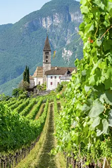 Church Tower Prints: Vineyards and the village of Cortaccia, sulla Strada del Vino, Trentino Alto Adige, Italy