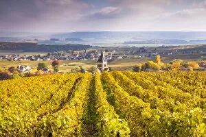 Images Dated 26th October 2015: Vineyards of Ville Dommange, Champagne Ardenne, France