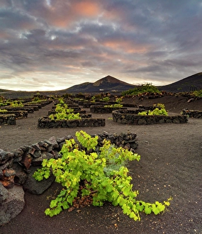 Volcanic Landscape Prints: The vineyards and volcanic landscape of La Geria, Lanzarote, Canary Islands, Spain