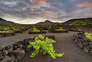 Volcanic Landscape Prints: The vineyards and volcanic landscape of La Geria, Lanzarote, Canary Islands, Spain