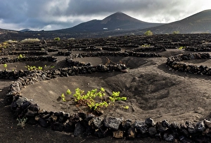 Volcanic Landscape Prints: The vineyards and volcanic landscape of La Geria, Lanzarote, Canary Islands, Spain
