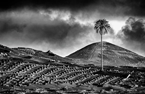 Volcanic Landscape Prints: The vineyards and volcanic landscape of La Geria, Lanzarote, Canary Islands, Spain