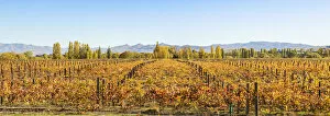 Images Dated 12th October 2015: Vineyards, Waipara valley, North Canterbury, South Island, New Zealand