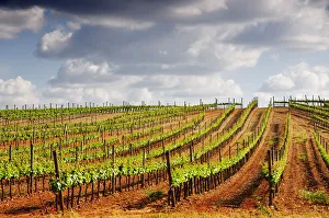 Wineries Prints: Vineyards in the wine growing plains of Alentejo, Portugal
