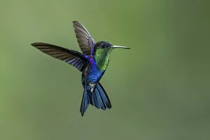 Images Dated 14th January 2021: Violet-crowned woodnymph hummingbird (Thalurania colombica columbica), Costa Rica