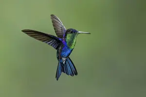 Flight Prints: Violet-crowned woodnymph hummingbird (Thalurania colombica columbica), Costa Rica
