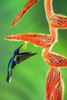 Wildlife Viewing Prints: Violet sabrewing (Campylopterus hemileucurus)