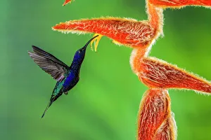 Wildlife Viewing Prints: Violet sabrewing (Campylopterus hemileucurus)