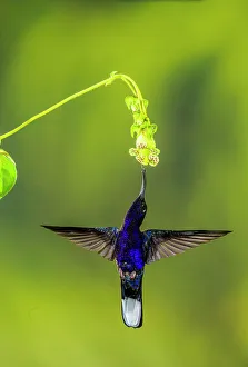 Wildlife Viewing Prints: Violet sabrewing (Campylopterus hemileucurus)