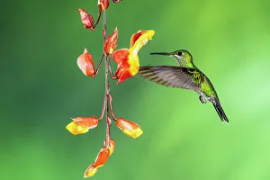 Sexual Dimorphism Prints: Violet sabrewing (Campylopterus hemileucurus)