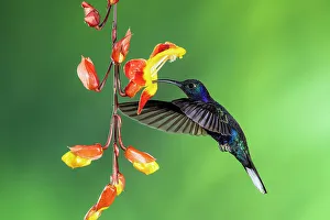 Sexual Dimorphism Prints: Violet sabrewing (Campylopterus hemileucurus)