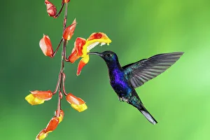 Sexual Dimorphism Prints: Violet sabrewing (Campylopterus hemileucurus)