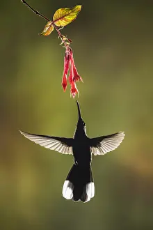 Hummingbird Prints: Violet Sabrewing Hummingbird (Campylopterus hemileucurus}, Costa Rica