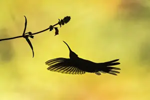 Violet Sabrewing Hummingbird (Campylopterus hemileucurus), Costa Rica