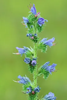 Botanical Prints: Viper's Bugloss (Echium vulgare) flower Temagami, Ontario, Canada