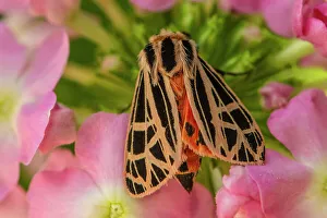 Plant Eater Prints: Virgin tiger moth (Grammia virgo, Greater Sudbury, Ontario, Canada)
