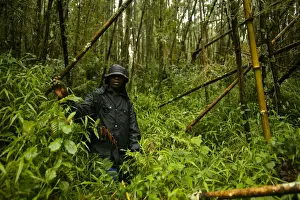 Rwanda Prints: Virunga, Rwanda. A guide leads tourists through the ancient forests