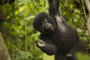 Images Dated 1st March 2011: Virunga, Rwanda. A playful baby gorilla swings in the forest