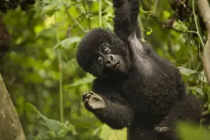 Virunga, Rwanda. A playful baby gorilla swings in the forest