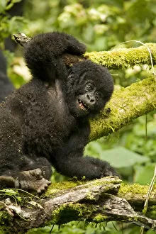 Gorilla Habitat Collection: Virunga, Rwanda. A playful baby gorilla wrestles with its siblings