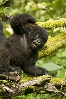 Primate Prints: Virunga, Rwanda. A playful baby gorilla wrestles with its siblings